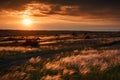 Beautiful sunset is in the field, wild flowers and grass, sunlight and dark clouds