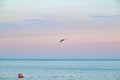 Beautiful sunset with flock of seagulls flying over the sea. Seagulls in the clouds of blue sky. Seagull flying in the blue sky. A Royalty Free Stock Photo