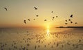 Beautiful sunset and flying birds over the sea surface Royalty Free Stock Photo