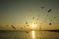 Beautiful sunset and flying birds over the sea