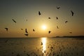 Beautiful sunset and flying birds over the sea Royalty Free Stock Photo