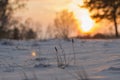 Beautiful sunset in the forest in winter among snow and trees over the cereal plants under the snow by countryside. Royalty Free Stock Photo