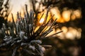 Beautiful sunset and frost pine needles at winter, Finland Royalty Free Stock Photo