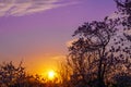 Beautiful sunset in the garden of the purple sky Royalty Free Stock Photo