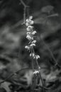 Close up of small white flowers and weeds