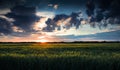 Beautiful sunset in green field, summer landscape, bright colorful sky and clouds as background, green wheat Royalty Free Stock Photo