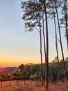 beautiful sunset green pine tree forest orange sun flare in Thailand. High shadow plant in natural park Royalty Free Stock Photo