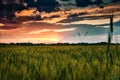 Beautiful sunset in green wheat field, summer landscape, bright colorful sky and clouds as background Royalty Free Stock Photo