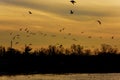 beautiful sunset, gulls fly