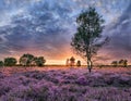 Beautiful sundown on a heather with dramatic clouds and a birch tree in front, The Netherlands