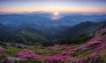 Beautiful sunset and high mountain. Panoramic view in lawn are covered by pink rhododendron flowers. Spring scenery. Amazing