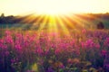 Beautiful sunset. An image of a sunset field with pink flowers, sun rays and a blurred horizon. Pink Blossom banner Royalty Free Stock Photo