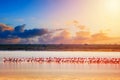 Beautiful sunset in Kenya Amboseli National Park with lake and Flamingos. Lesser flamingo Phoeniconaias minor in Kenya, Africa Royalty Free Stock Photo