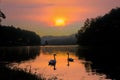 Beautiful sunset on lake with shadows of two swans Royalty Free Stock Photo