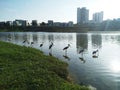 Beautiful sunset lake side birds lining up landscape scenary Royalty Free Stock Photo