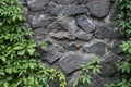 Stone brick wall with ivy leaves in the park. Nature abstract concept Royalty Free Stock Photo