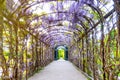Beautiful sunset landscape with blooming wisteria in the pavilion, Vienna, Austria