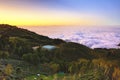 Beautiful sunset landscape with ginkgo trees and tea plantations Royalty Free Stock Photo