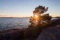 Beautiful sunset landscape. Pine tree growing on the rock.