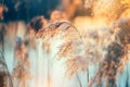 Beautiful sunset landscape scene, reed in sunlight, blurred background with reflection in the river. Beauty sunny backdrop