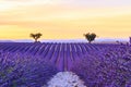 Beautiful sunset lavender field Royalty Free Stock Photo