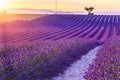 Beautiful sunset lavender field Royalty Free Stock Photo