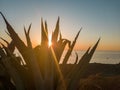 A beautiful sunset between the leaves of cactus