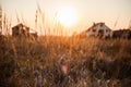 Beautiful sunset light over dry grass in field with village farm house in background