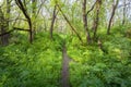 Beautiful sunset in magic forest. Trail. Spring landscape Royalty Free Stock Photo