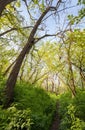 Beautiful sunset in magic forest. Trail. Spring landscape Royalty Free Stock Photo