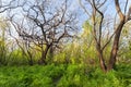 Beautiful sunset in magic forest. Trail. Spring landscape Royalty Free Stock Photo