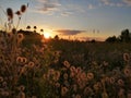 Beautiful sunset. Meadow grasses and flowers are illuminated with amber glow. Royalty Free Stock Photo