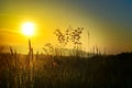Beautiful sunset on the meadow Royalty Free Stock Photo