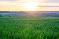 The beautiful sunset on a meadow in rural in springtime. Lush green grass in the foreground and small trees in the distance. The Royalty Free Stock Photo