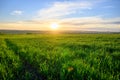 The beautiful sunset on a meadow in rural in springtime. Lush green grass in the foreground and small trees in the distance. The Royalty Free Stock Photo