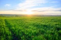 The beautiful sunset on a meadow in rural in springtime. Lush green grass in the foreground and small trees in the distance. The Royalty Free Stock Photo