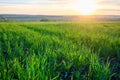 The beautiful sunset on a meadow in rural in springtime. Lush green grass in the foreground and small trees in the distance. Royalty Free Stock Photo