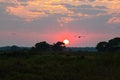 Beautiful sunset in northern Pantanal, world's largest wetlands. Wild brazil, brazilian wildlife and nature, amazing Royalty Free Stock Photo