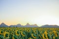 Beautiful sunset over backgound of big golden sunflower field Royalty Free Stock Photo