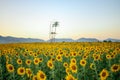 Beautiful sunset over backgound of big golden sunflower field Royalty Free Stock Photo