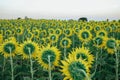 Beautiful sunset over backgound of big golden sunflower field Royalty Free Stock Photo