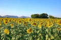 Beautiful sunset over backgound of big golden sunflower field Royalty Free Stock Photo