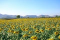 Beautiful sunset over backgound of big golden sunflower field Royalty Free Stock Photo