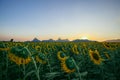 Beautiful sunset over backgound of big golden sunflower field Royalty Free Stock Photo