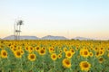 Beautiful sunset over backgound of big golden sunflower field Royalty Free Stock Photo