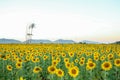 Beautiful sunset over backgound of big golden sunflower field Royalty Free Stock Photo