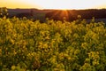 Beautiful sunset over blooming canola flowers Royalty Free Stock Photo
