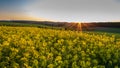 Beautiful sunset over blooming canola flowers Royalty Free Stock Photo