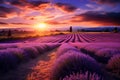 Beautiful sunset over a blooming lavender field. Dramatic sky Royalty Free Stock Photo