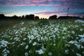 Beautiful sunset over chamomile field Royalty Free Stock Photo